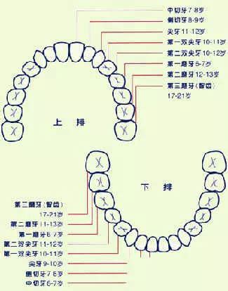 門牙八字|面相大全——牙齒